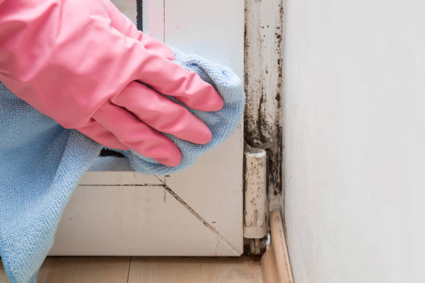 Professional Mold Remediation in Burlington, VT